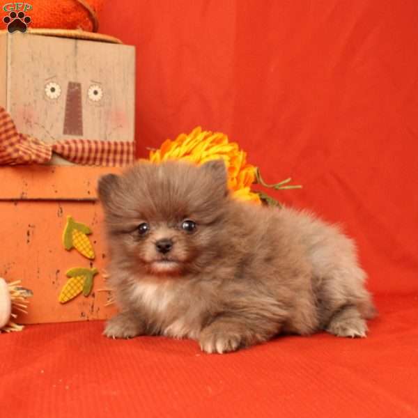 Ishmeal, Pomeranian Puppy
